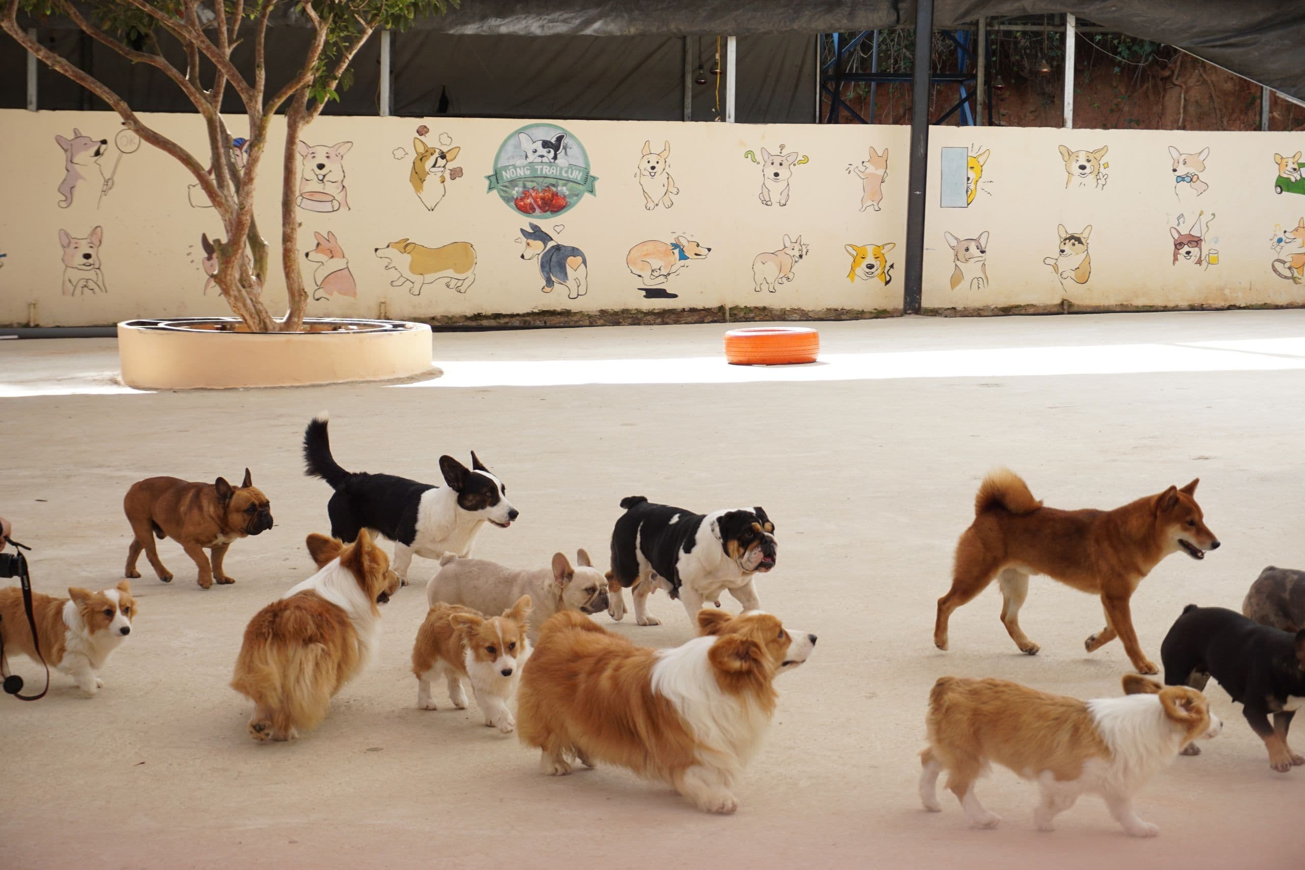 A daycare playroom with a dozen small dogs milling around the floor