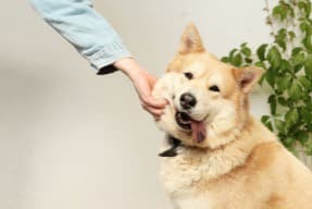 Akita being scratched under the chin