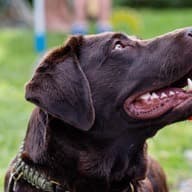 Chocolate labrador mid-pant