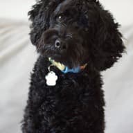 Black poodle with its head tilted