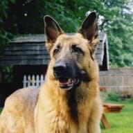 German shepherd in the yard