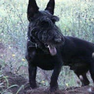 Scruffy black terrier out in the garden