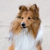 Sheltie sitting in the sun