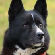 Black and white husky looking up