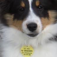 Australian shepherd puppy wearing its ID tag