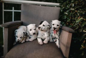 Four dalmatian puppies lined up on a chair
