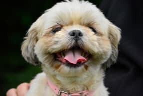 Shih tzu puppy grinning