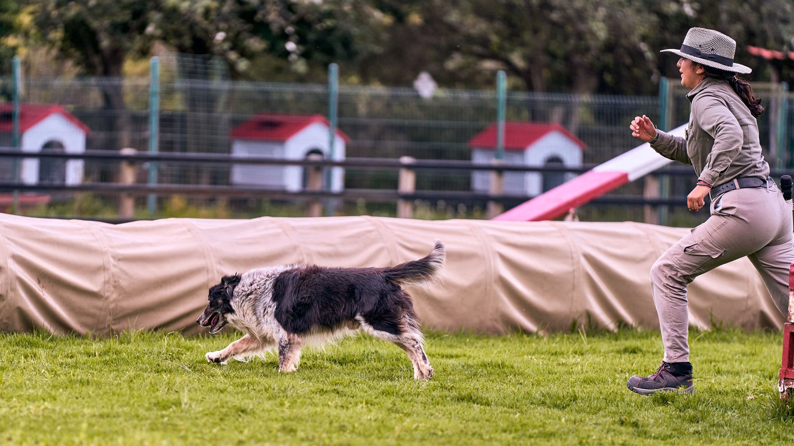 A handler working a border collie on the grass beside the kennel runs