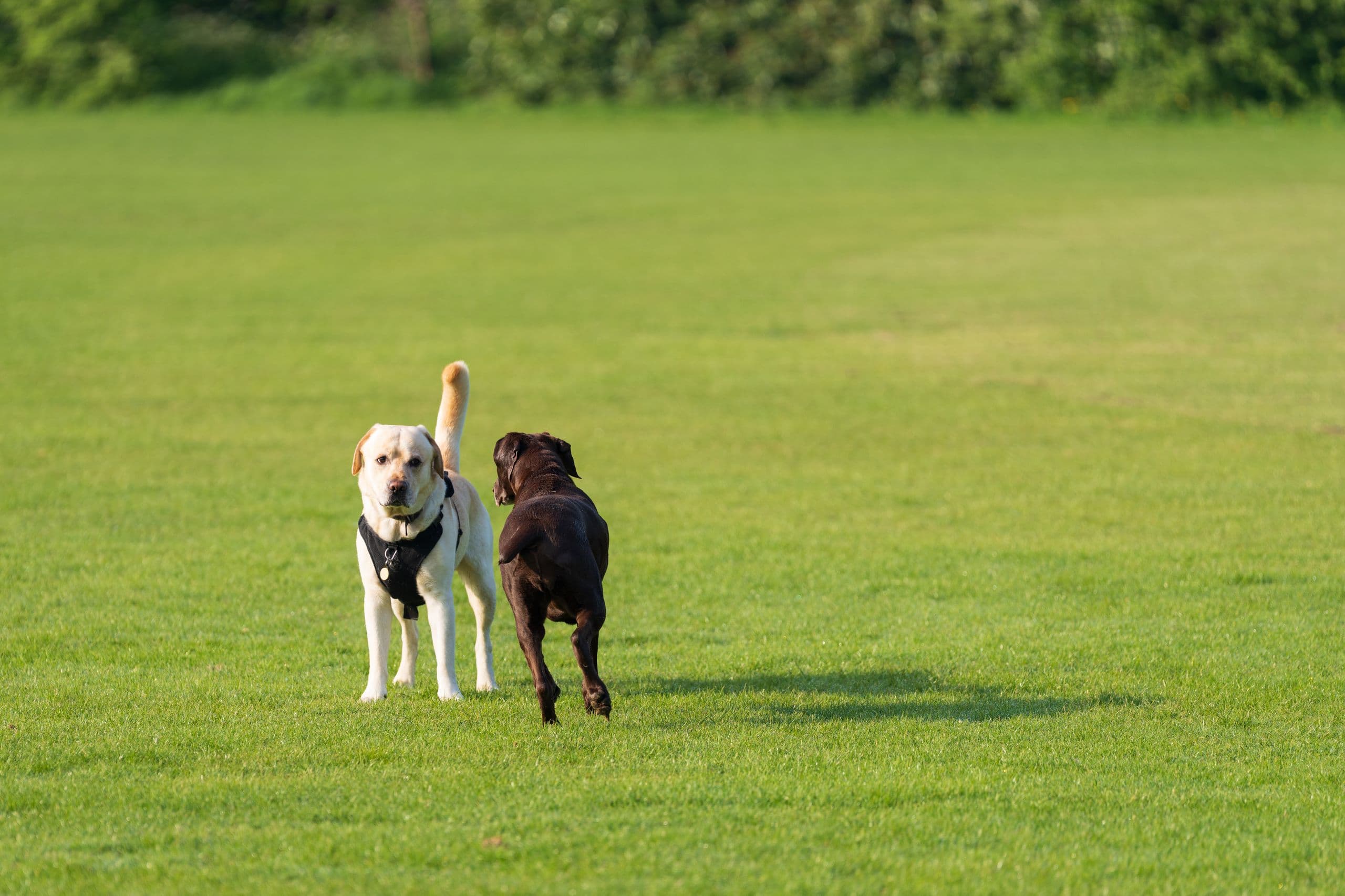 Two dogs running flat out across an open lawn