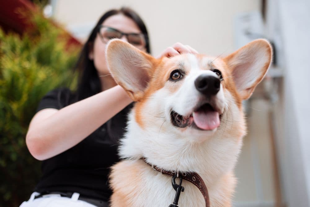 A woman holding her corgi's face in both hands